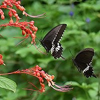 Butterfly beauties