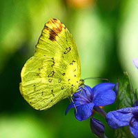 Butterfly beauties