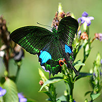 Butterfly beauties