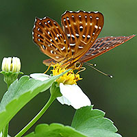 Butterfly beauties