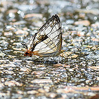 Butterfly beauties