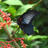 Butterfly beauties