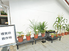 开放日