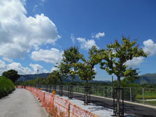 塱原单车径正在兴建。