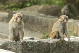 Monkey