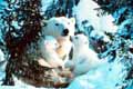 Wildlife Photographer of the Year exhibition