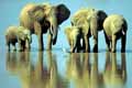 Wildlife Photographer of the Year exhibition