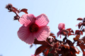 Red-leaved Hibiscus