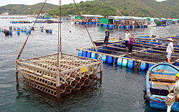 深灣養殖區置人工魚礁
