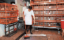 Rest day for poultry retail outlets