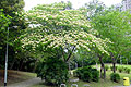 Spider Tree blooms 