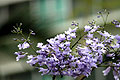 Jacaranda blooms