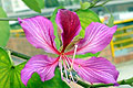 Blossom of Hong Kong Orchid Tree 