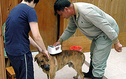 Vigilance against rabies