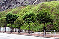 Proprietary greening product used for slope