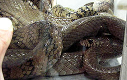 Smuggled snakes seized