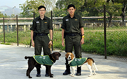 Two new dogs join quarantine detection team