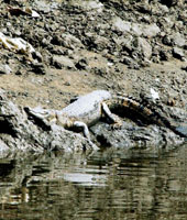 Nam Sang Wai crocodile