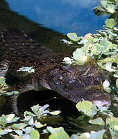 Yuen Long crocodile Pui Pui