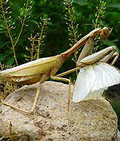 Roving exhibition "Insect World at Tai Po Waterfront Park