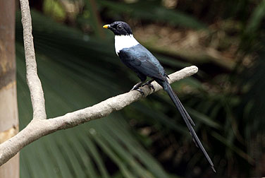 HK Park Aviary - White-necked Myna
