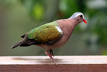 HK Park Aviary - Emerald Dove
