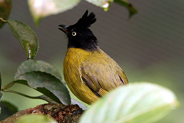 HK Park Aviary - Black-crested Yellow Bulbul
