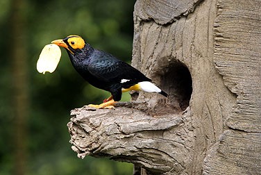 HK Park Aviary - Yellow-faced Mynah