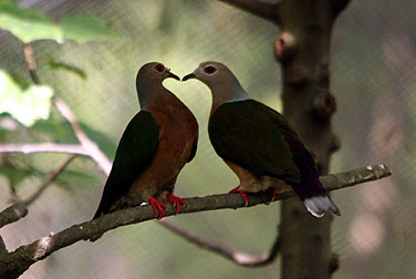 HK Park Aviary - Purple-tailed Imperial Pigeon