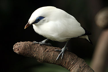 HK Park Aviary - Bali Mynah