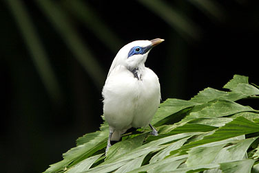 HK Park Aviary - Bali Mynah