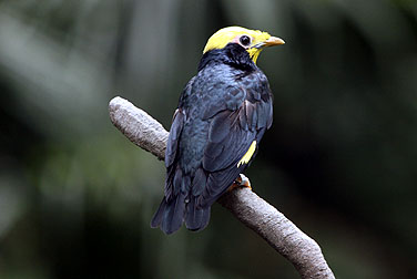 HK Park Aviary - Golden-crested Mynah
