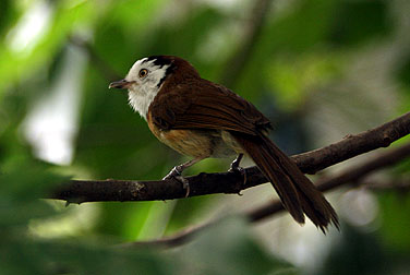 HK Park Aviary - White-hooded Babbler