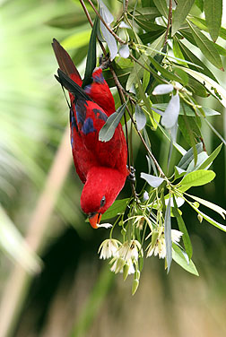 HK Park Aviary - Red Lory