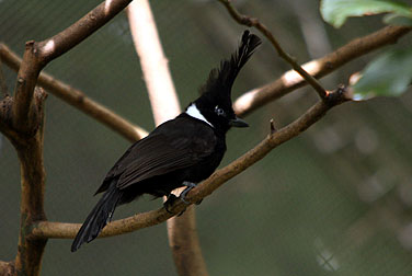HK Park Aviary - Crested Jay