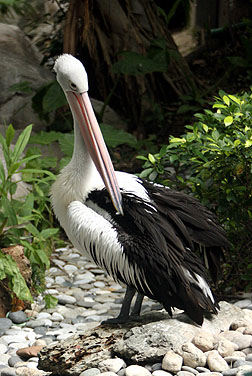HK Park Aviary - Pelican