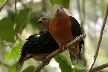 HK Park Aviary - Purple-tailed Imperial Pigeon