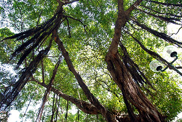 Banyan trees