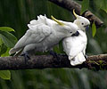 Yellow-crested Cockatoo