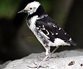 Black-collared Starling