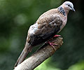 Spotted Dove