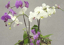 orchids
