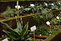 Species inside Herb Garden