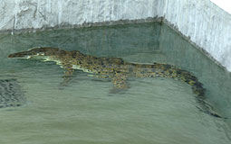 Crocodile Pui Pui