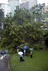 A big banyan tree fell 