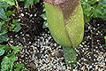 疣柄魔芋──香港公園奇花異卉