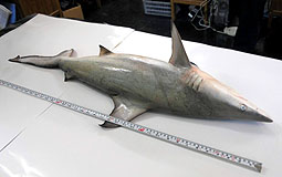 海下灣發現幼鯊屍體