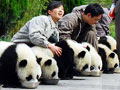 Pandas in Sichuan