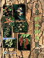 Field Guide to Trees in Hong Kong's Countryside
