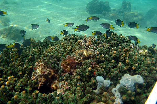東平洲水底珊瑚